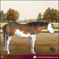 Horse Color:Buckskin Splash 