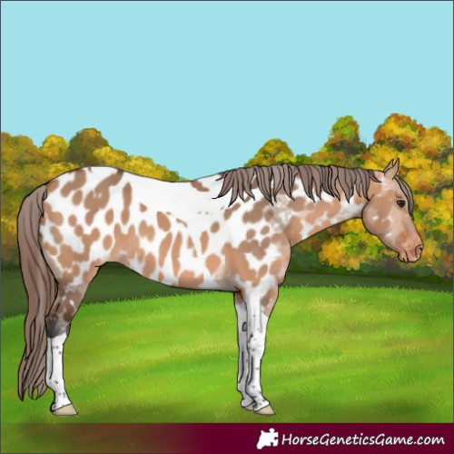 Horse Color:Bay Dun Tobiano Near Leopard 