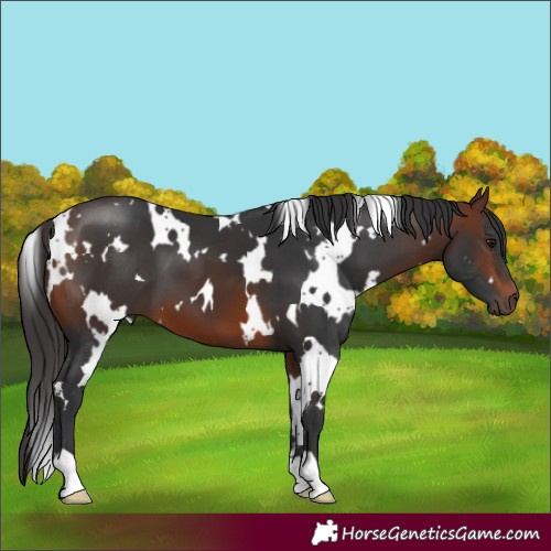 Horse Color:White Spotted Brown