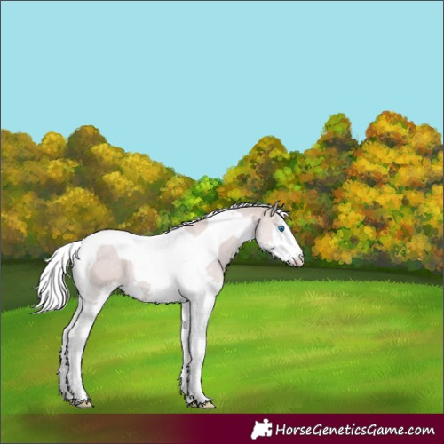 Horse Color:Platinum Silver Black Pearl Splash Tobiano 