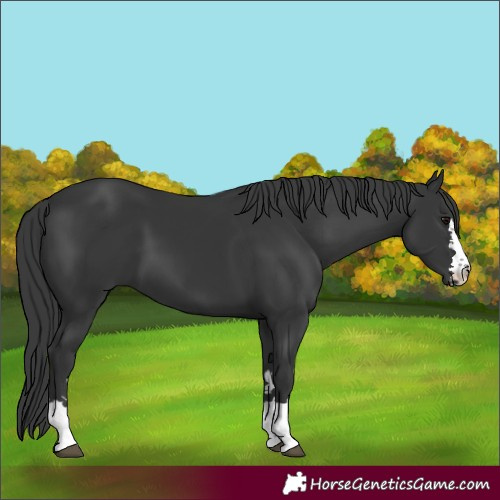 Horse Color:Black 