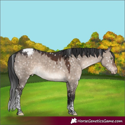 Horse Color:Brown Dun Mushroom Tobiano Appaloosa 