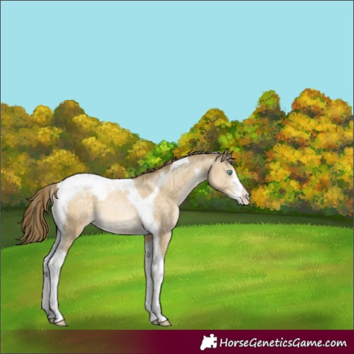 Horse Color:Buckskin Pearl Dun Mushroom Sabino Tobiano Appaloosa 