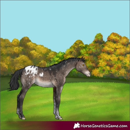 Horse Color:Brown Dun Mushroom Tobiano Appaloosa 