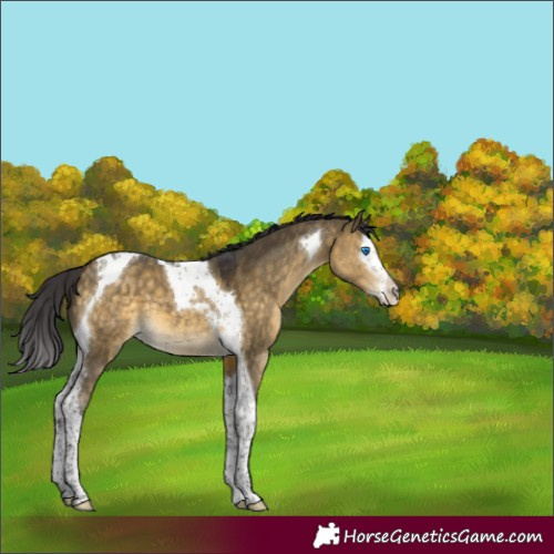 Horse Color:Buckskin Dun Mushroom Splash Tobiano 