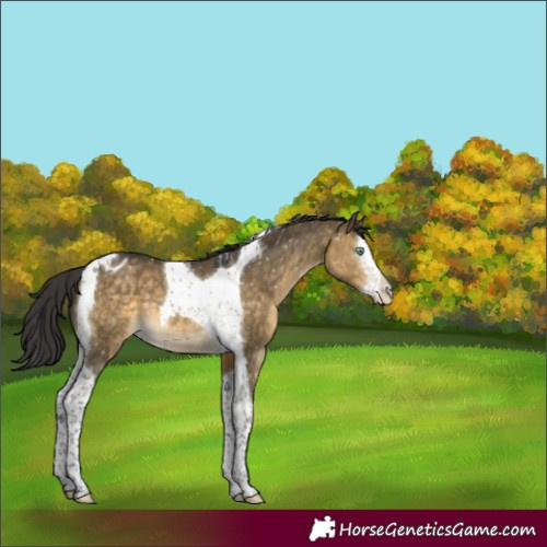 Horse Color:Buckskin Dun Mushroom Splash Tobiano Appaloosa 