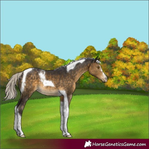 Horse Color:Silver Buckskin Tobiano 