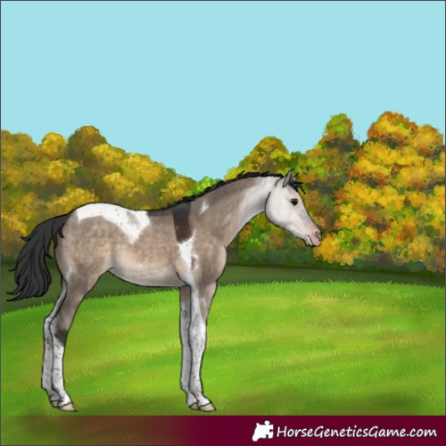 Horse Color:Brown Dun Tobiano Appaloosa 