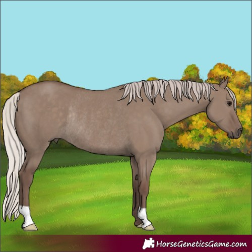 Horse Color:Unknown 