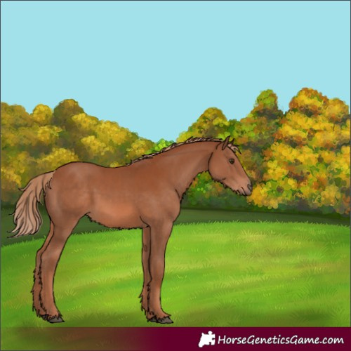 Horse Color:Chestnut 