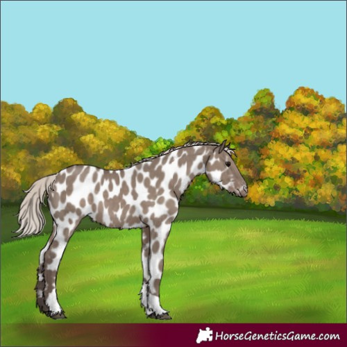 Horse Color:Silver Grullo Tobiano Appaloosa 