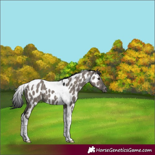 Horse Color:Grullo Tobiano Appaloosa 
