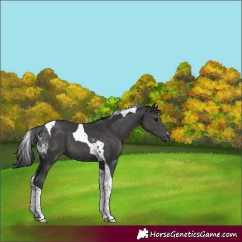 Horse Color:Black Tobiano 