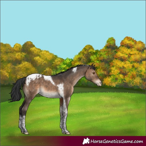 Horse Color:Brown Dun Tobiano Appaloosa 