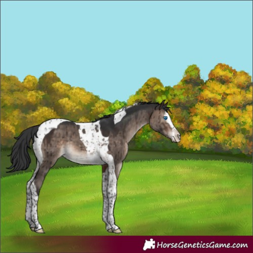 Horse Color:Brown Dun Mushroom Splash Tobiano Brindle 