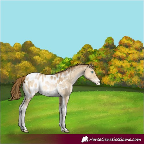 Horse Color:Buckskin Pearl Dun Tobiano Appaloosa 