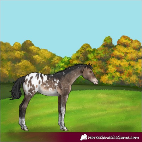 Horse Color:Brown Dun Tobiano Appaloosa 