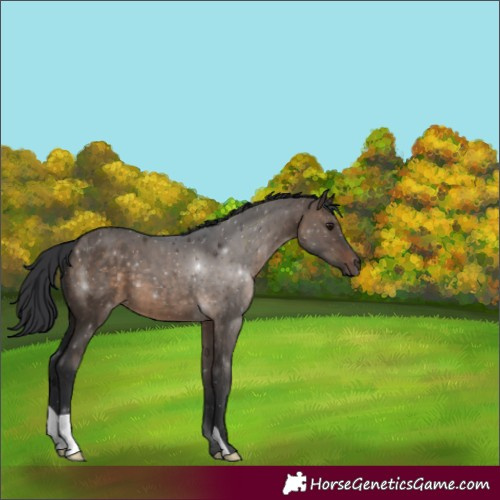 Horse Color:Brown Dun 