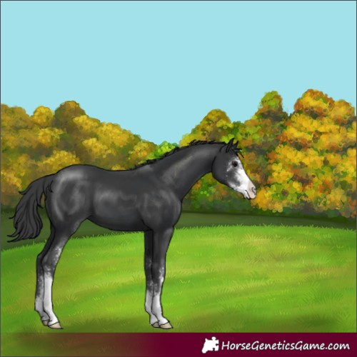 Horse Color:Black Sabino 