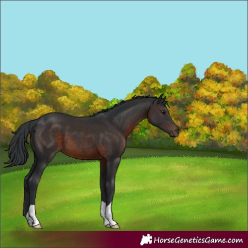 Horse Color:Brown 