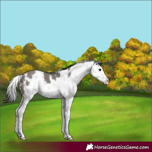 Horse Color:Grullo Sabino 