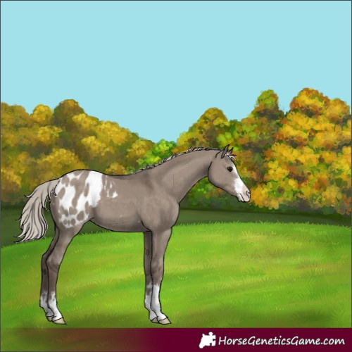 Horse Color:Silver Grullo Appaloosa 