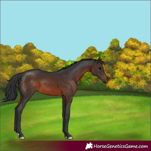 Horse Color:Brown 
