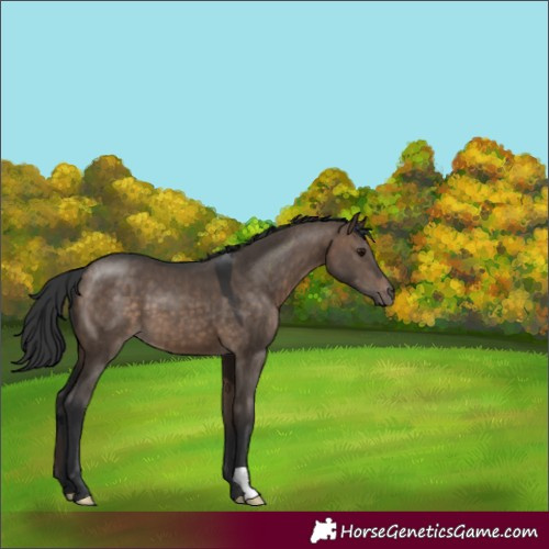 Horse Color:Brown Dun 