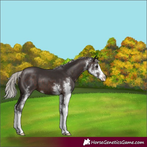 Horse Color:Silver Brown Sabino 