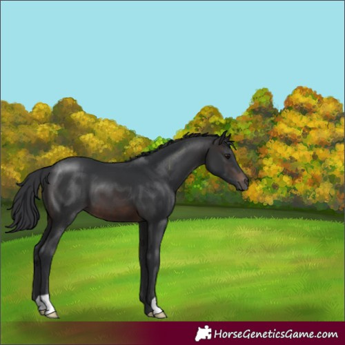 Horse Color:Brown 