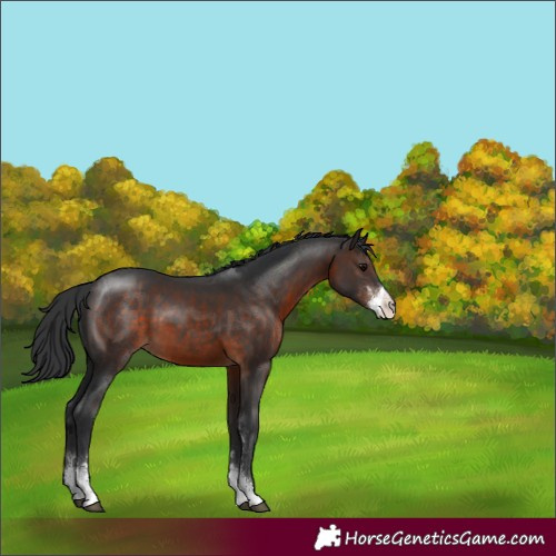 Horse Color:Brown Sabino 