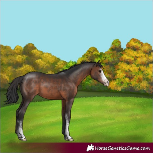 Horse Color:Brown Sabino 