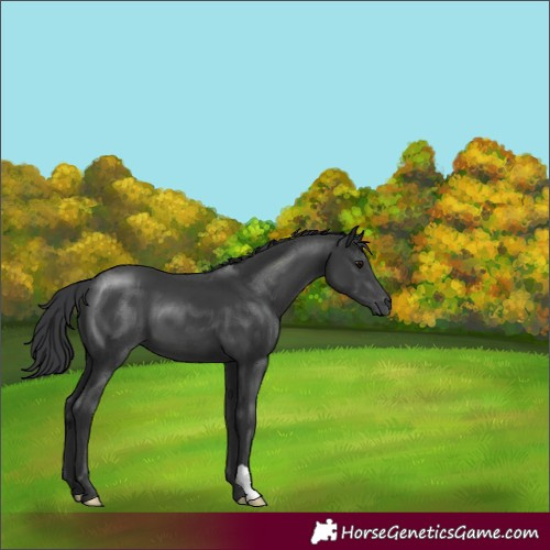 Horse Color:Black 
