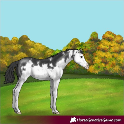 Horse Color:Black Sabino 