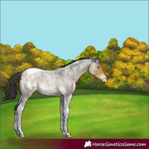 Horse Color:Buckskin Roan Dun Mushroom Tobiano Blanket 