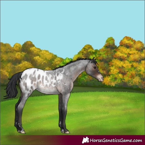 Horse Color:Brown Roan Near Leopard Rabicano 