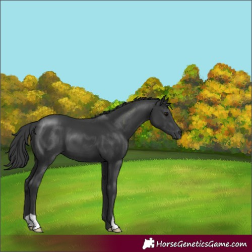 Horse Color:Black 