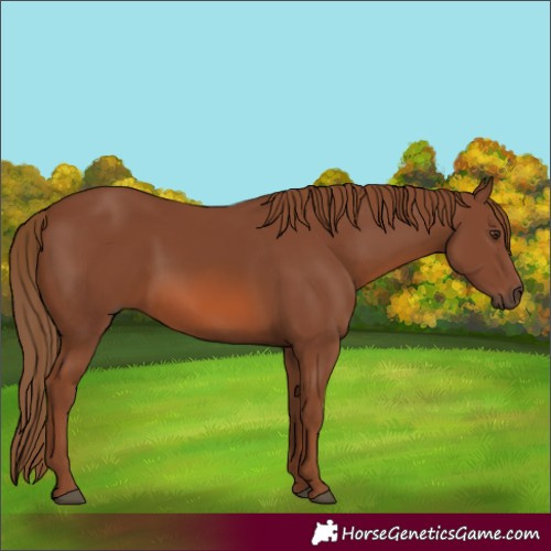 Horse Color:Chestnut 