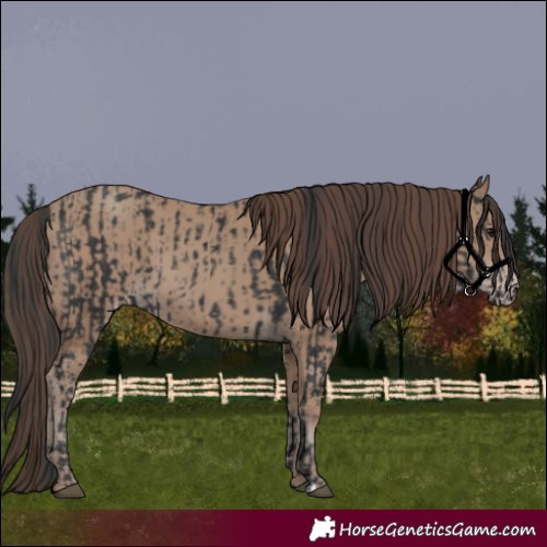 Horse Color:Black  and Classic Champagne 