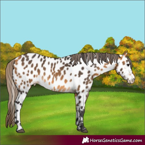 Horse Color:Buckskin Appaloosa 