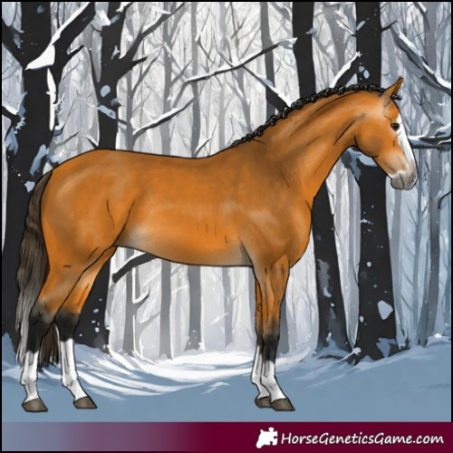 Horse Color:Gray Buckskin Splash Rabicano 
