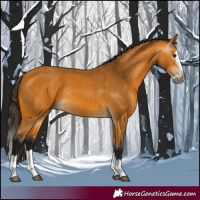 Horse Color:Gray Buckskin Splash Rabicano 