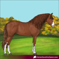 Horse Color:Chestnut 