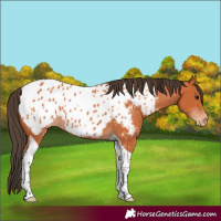 Horse Color:Bay Tobiano Near Leopard 