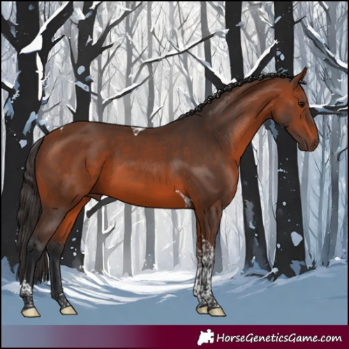 Horse Color:Bay Tobiano 