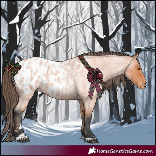 Horse Color:Bay Roan Appaloosa 