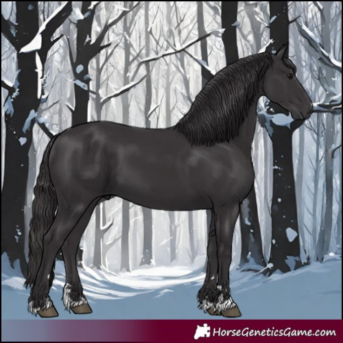 Horse Color:Smoky Black 