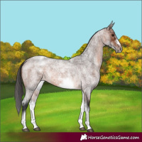 Horse Color:White Spotted Brown Roan Frame 
