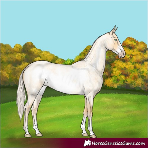 Horse Color:Silver Amber Cream Champagne Roan Dun Frame 