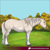 Horse Color:Silver Bay Dun Sabino Tobiano Frame Rabicano 